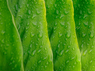 Leaves with drops water after raining.