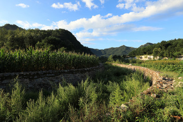 rural scene with maize crop farm at the foot of mountain with great wall in the distance