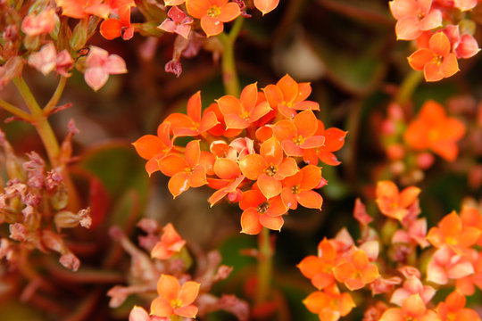 Flor de jardim