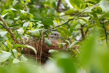 Obraz premium Pombinha no ninho