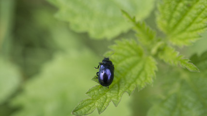 bug on a leaf macro