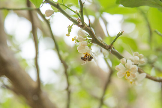 Abelha na Flor