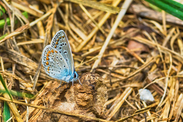 Blue Butterfly