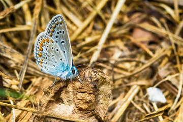 Naklejka premium Blue Butterfly