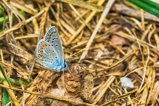 Blue Butterfly
