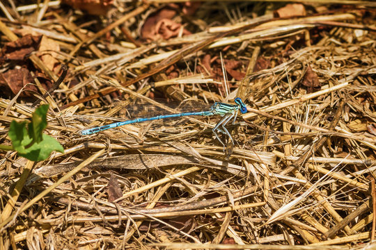 Blue dragonfly
