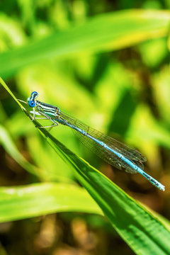Blue dragonfly
