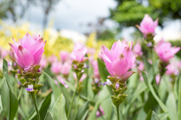 Obraz premium Siam Tulip blooming in the garden