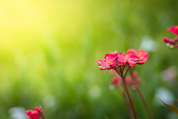 The background image of the colorful flowers