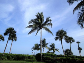 Fototapeta na wymiar Sanibel Island Palm Trees