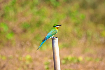 Blue-tailed Bee-eater