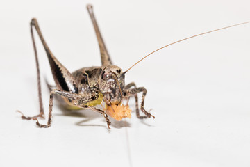 Insekten im Haus - Gemeine Strauchschrecke bei der Nahrungsaufnahme