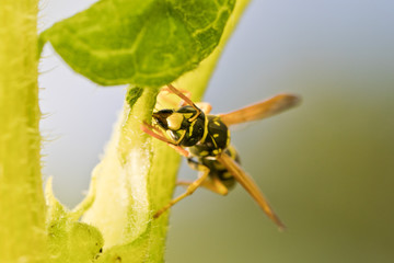 Natürlicher Schädlingsbekämpfer: Feldwespen im Garten