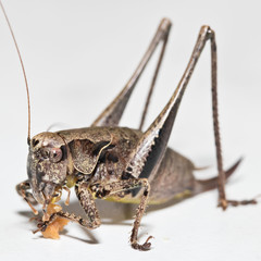 Insekten im Haus - Gemeine Strauchschrecke bei der Nahrungsaufnahme