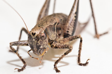Insekten im Haus - Gemeine Strauchschrecke bei der Nahrungsaufnahme
