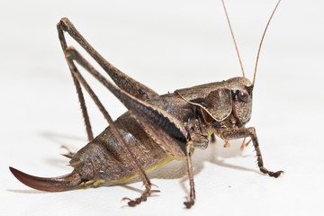 Insekten im Haus - Gemeine Strauchschrecke bei der Nahrungsaufnahme