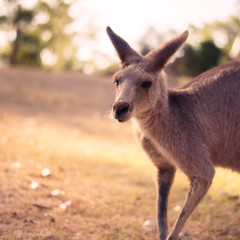 Kangaroo outside during the day