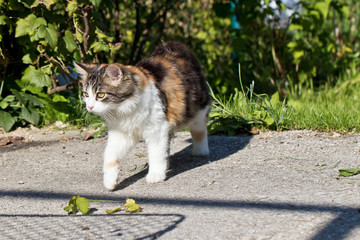 Hauskatze im Garten - Katze im Grünen