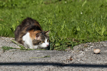Haustiere - Katze ein Jäger: Gefahr für Vögel