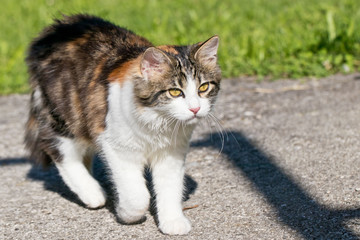 Hauskatze im Garten - Katze im Gr&uuml;nen