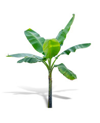 Obraz premium Banana tree isolated on white background. File contains a clipping path.