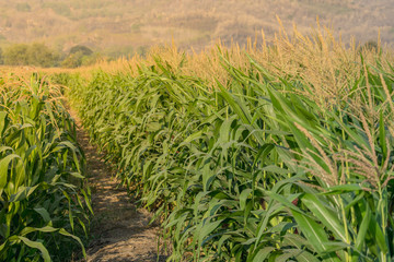 Green corn field in agricultural garden