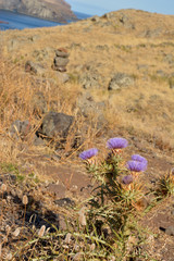 Flower and ocean atlantic background on cais da sardinha in madeira portugal