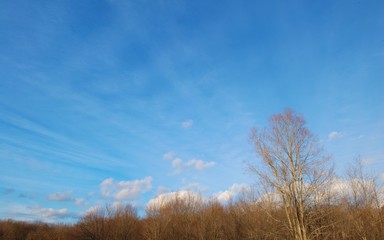 Vibrant Blue Sky Trees No Leaves