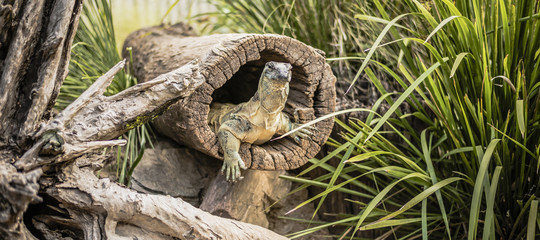 Large lace monitor during the day by a timber log.