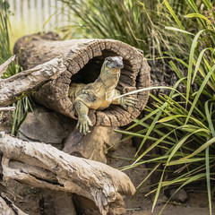 Large lace monitor during the day by a timber log.