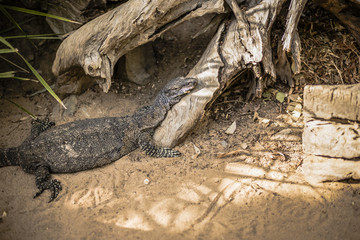 Large lace monitor during the day by a timber log.