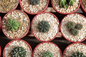  Variety of beautiful Cactus Desert Nature Green for background and desktop wallpaper. Growing plants like cactus with low light and water requirements are profitable business for entrepreneurs.