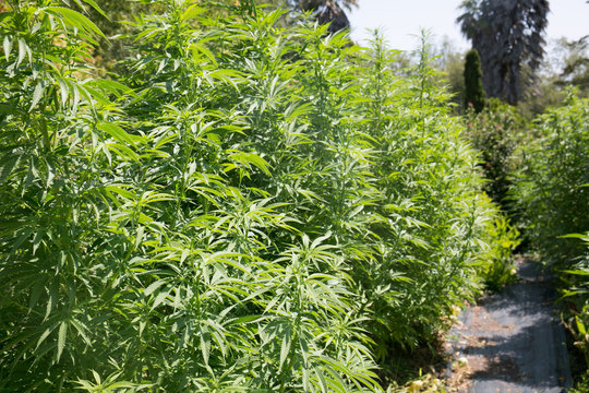 Legally Grown Californian Outdoor Marijuana Plants