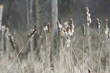 Cat tail plants in the winter