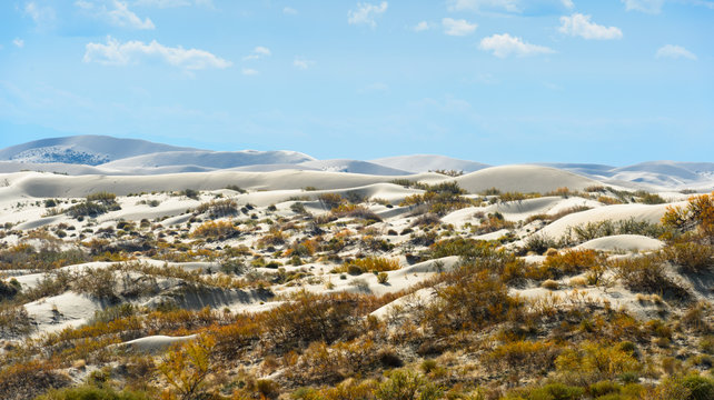 sand dunes and plants