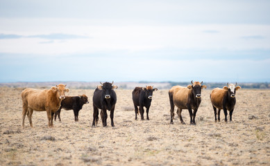 Fototapeta premium cattle in the desert