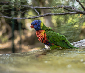 Rainbow lorikeet outside during the day.