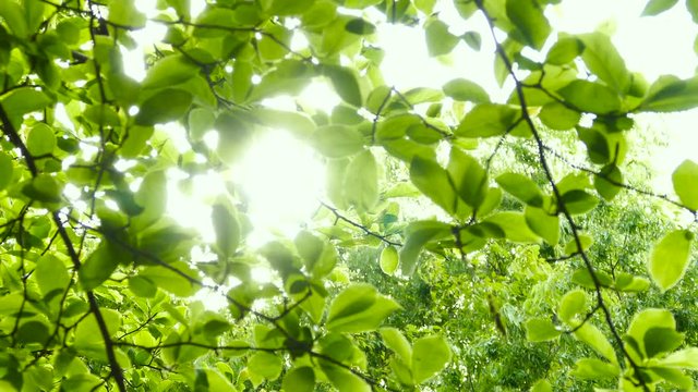 4k 春　新緑　木漏れ日　背景用　公園で遊ぶ子供の音声入り