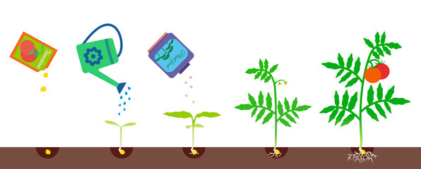 Growing stages. Gardening vector illustration. - 168259129