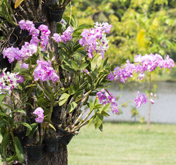 bouquet of orchid flower on blurred background