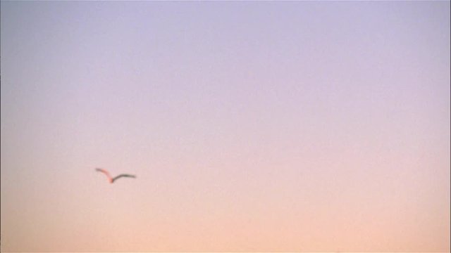 Sunset Seagulls Seascape