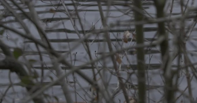 Point net et flou lac et arbre