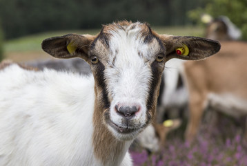 Obraz premium Ziege Portrait