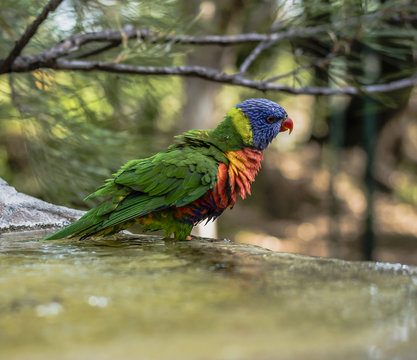 Rainbow lorikeet outside during the day.