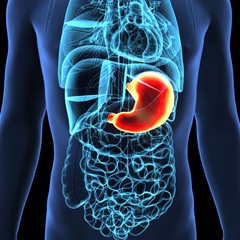 3d illustration of digestive system anatomy(liver,stomach,respiration)