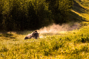 Steaming Bison at Sunrise