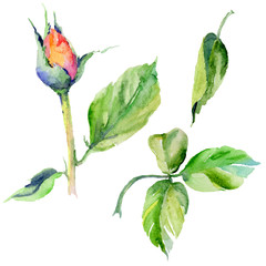 Wildflower rose flower in a watercolor style isolated. Full name of the plant: rose. Aquarelle wild flower for background, texture, wrapper pattern, frame or border.
