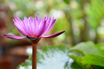 Obraz premium Beautiful water lily or pink lotus in the garden with sunlight background.