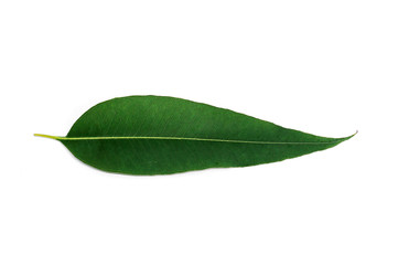 Fototapeta na wymiar Closeup eucalyptus leaves isolated on white background, selection leaves.