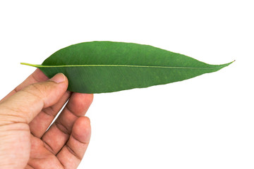 Hand holding eucalyptus leaves isolated for eucalyptus oil concept